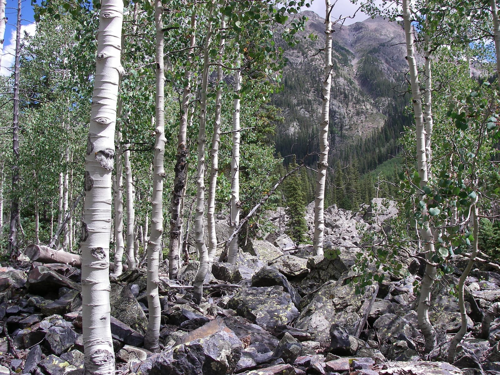 Aspen grove in the Weminuche Wilderness — Colorado's largest wilderness area